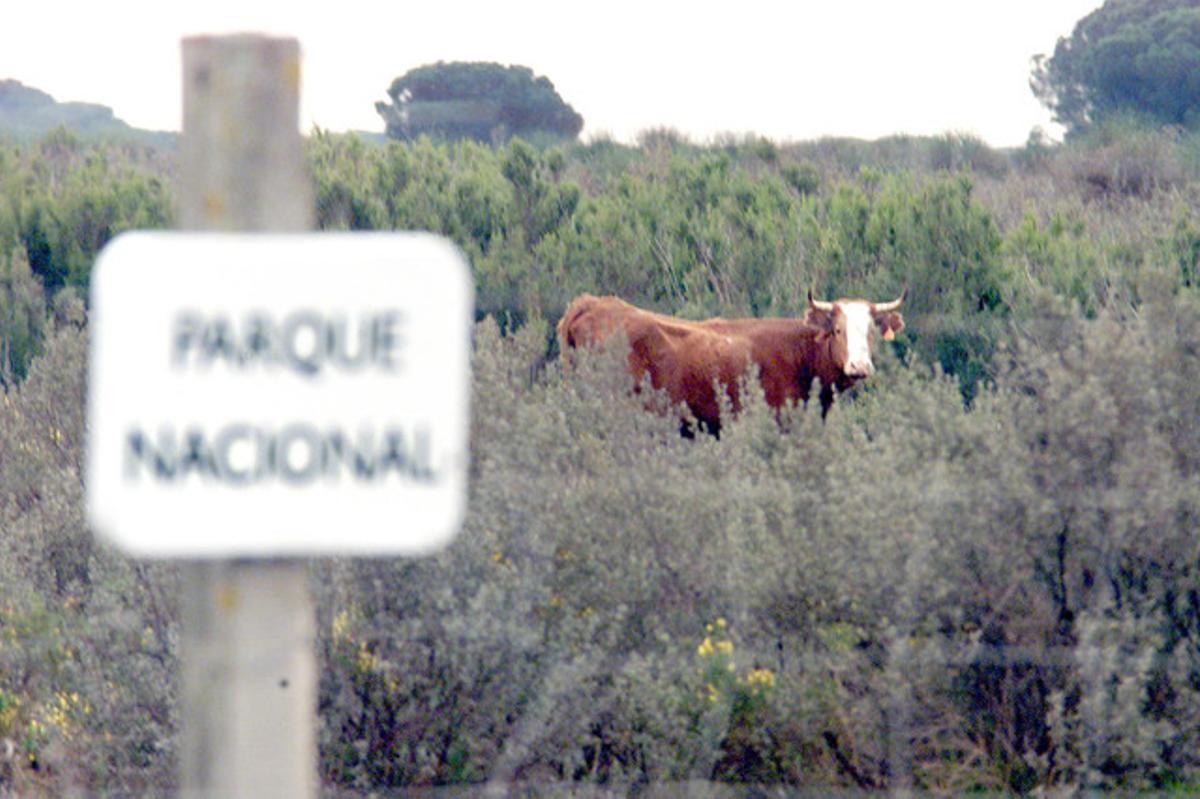 Una vaca mostrenca en el parque nacional de Doñana. Una vaca mostrenca en el parque nacional de Doñana.
