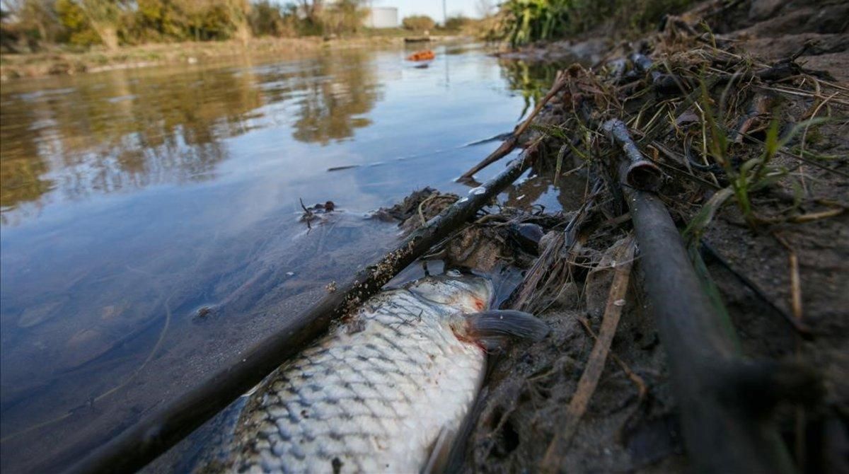 Una carpa muerta en el río Besòs tras el vertido. Una carpa muerta en el río Besòs tras el vertido.