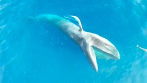 Finaliza la temporada de ballenas del Proyecto Rorcual 2022.