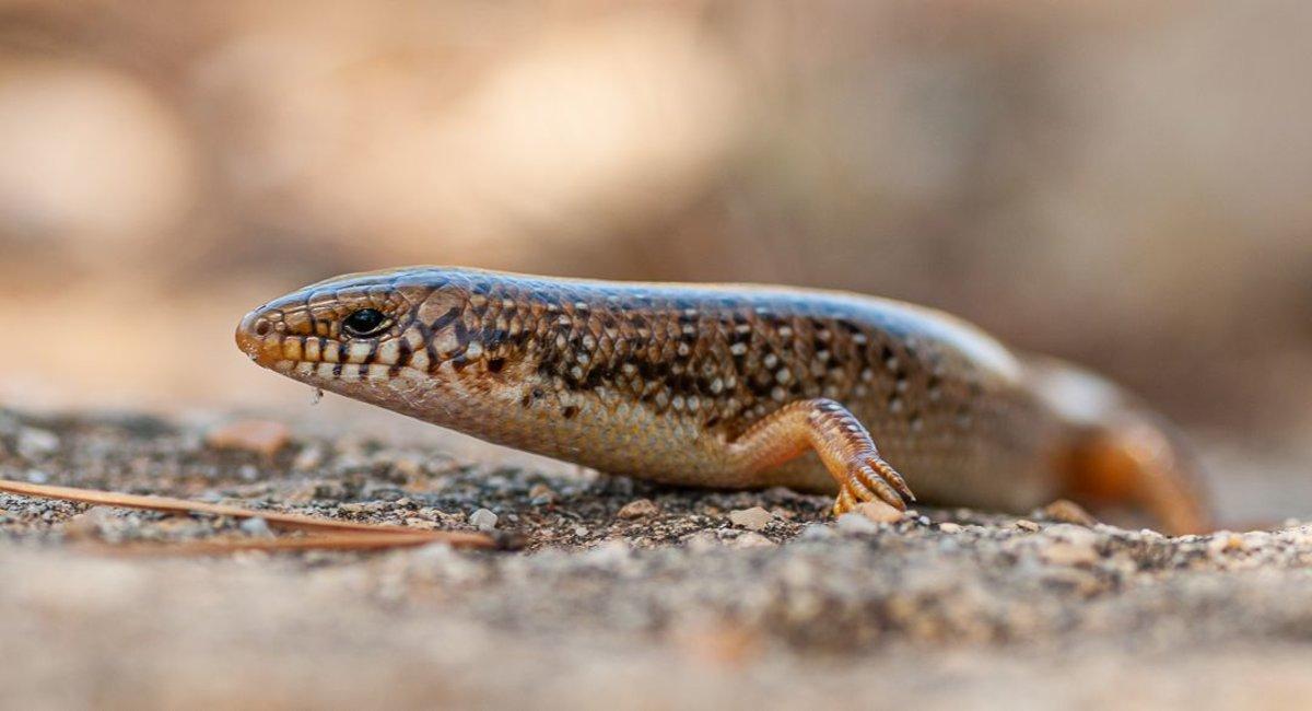 La lagartija que llegó como polizón de los árabes (o los fenicios)