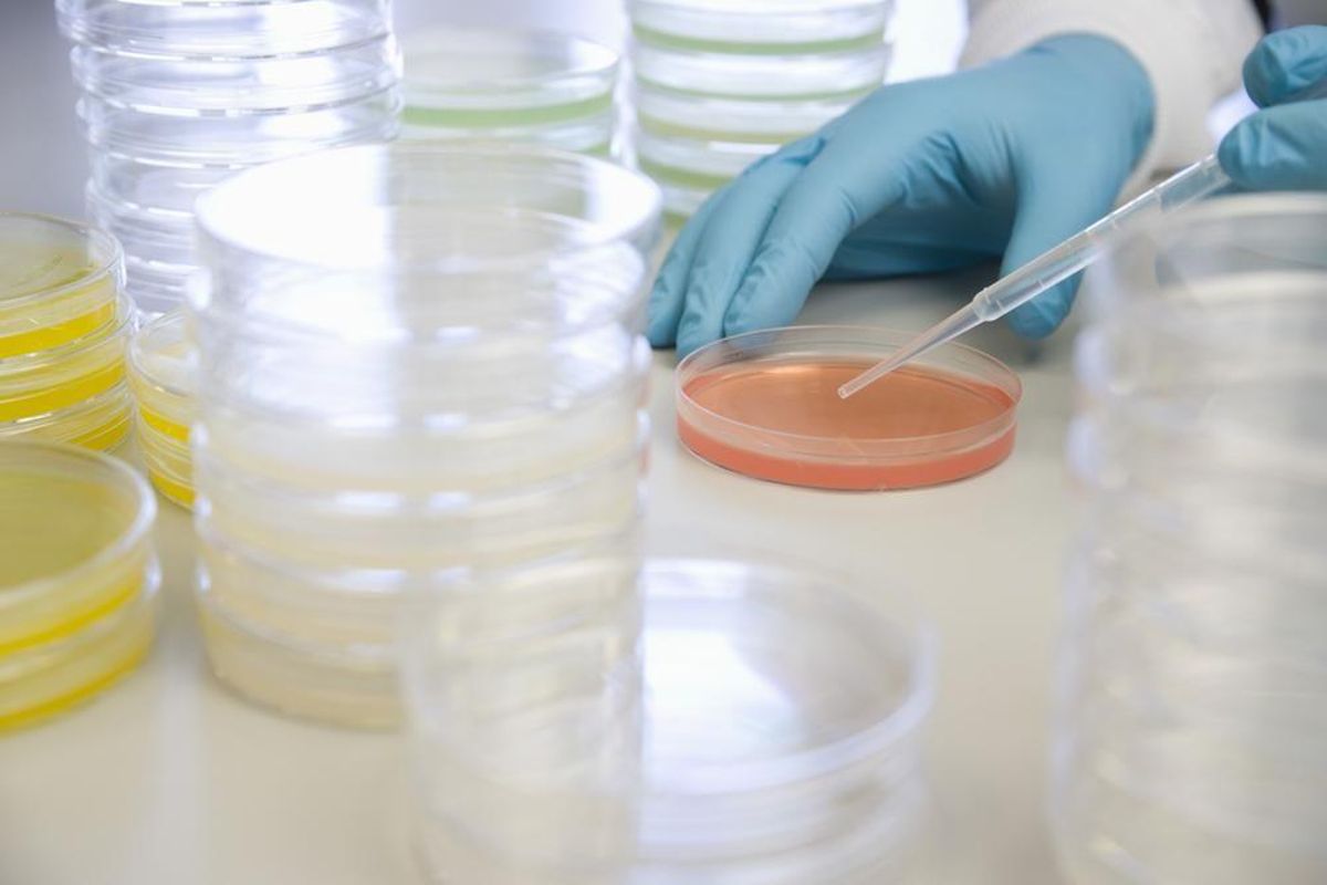Lo que se creía el primer caso autóctono de cólera en España desde 1979 es una gastroenteritis Lo que se creía el primer caso autóctono de cólera en España desde 1979 es una gastroenteritis