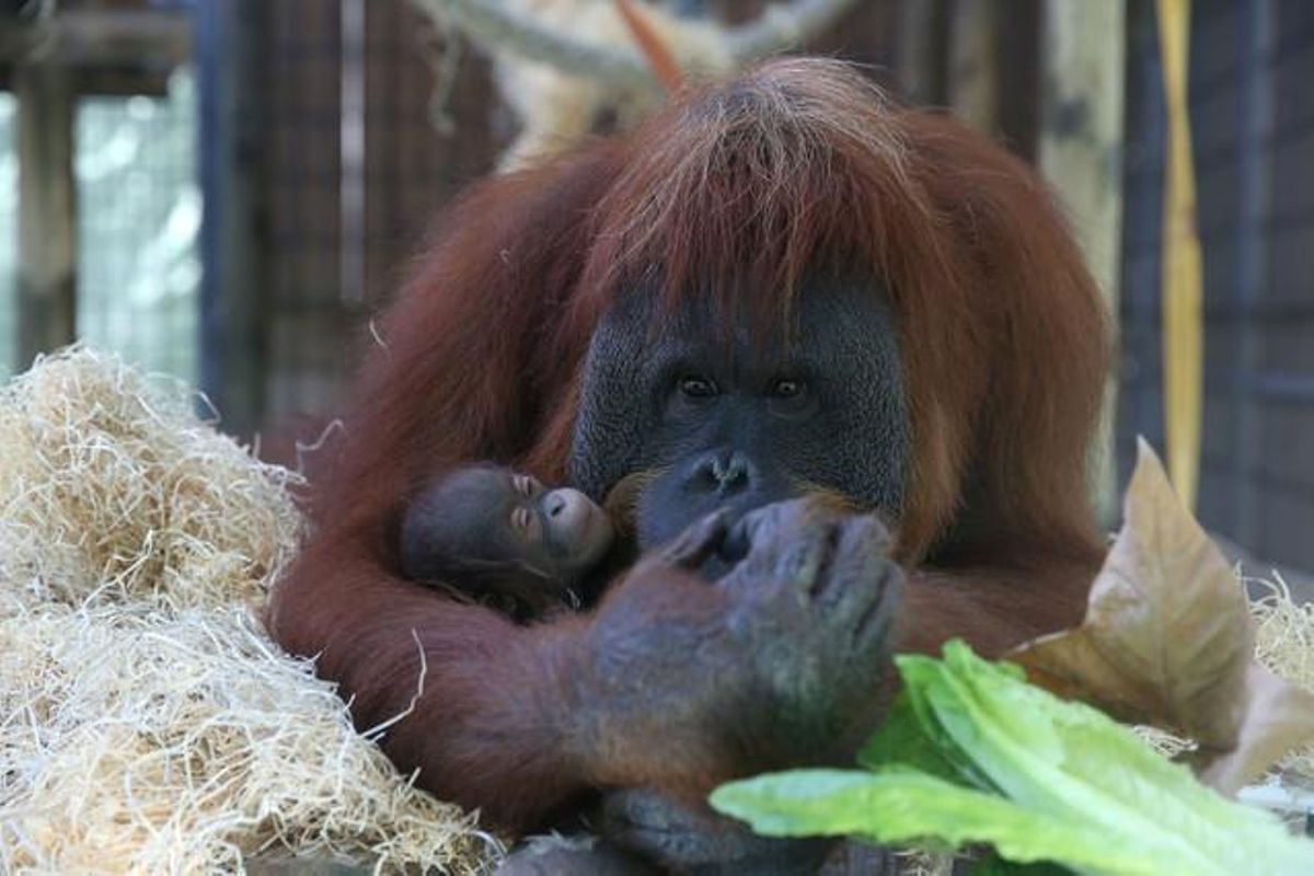 Un orangután del Zoo de Barcelona con su cría. Un orangután del Zoo de Barcelona con su cría.