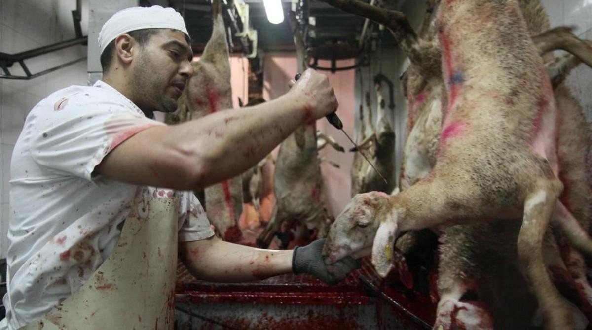 Sacrificio de corderos en un matadero de Girona siguiendo el rito ’halal’ musulmán. Sacrificio de corderos en un matadero de Girona siguiendo el rito ’halal’ musulmán.