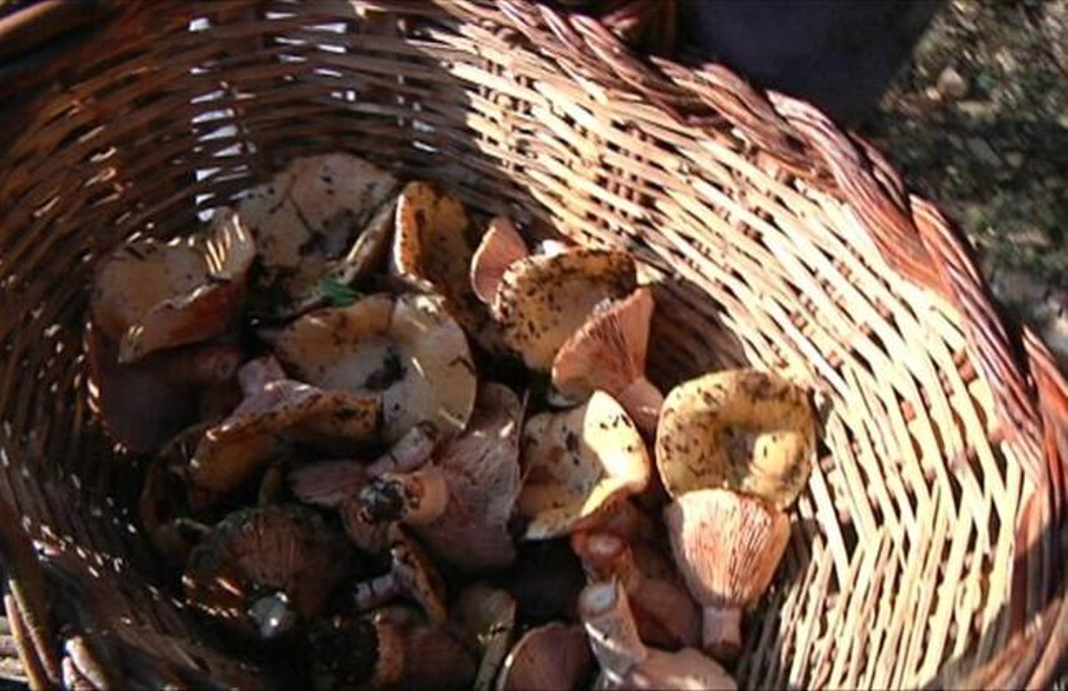 Imatge del programa ’Caçadors de bolets’. Imatge del programa ’Caçadors de bolets’.