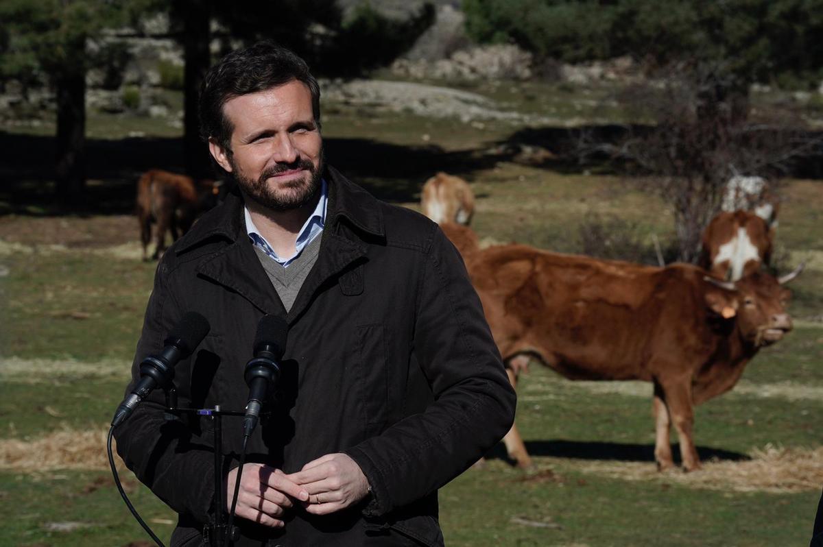 El líder del PP, Pablo Casado, en una explotación ganadera extensiva en Ávila