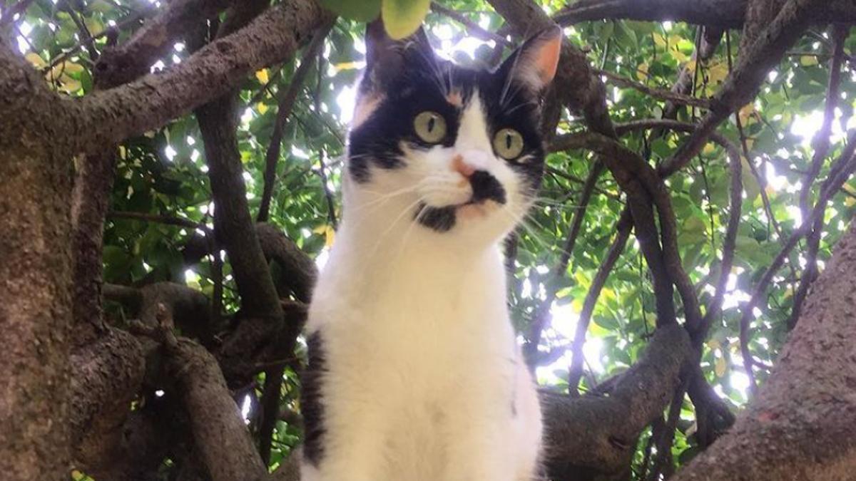 Un gato doméstico, subido a un árbol