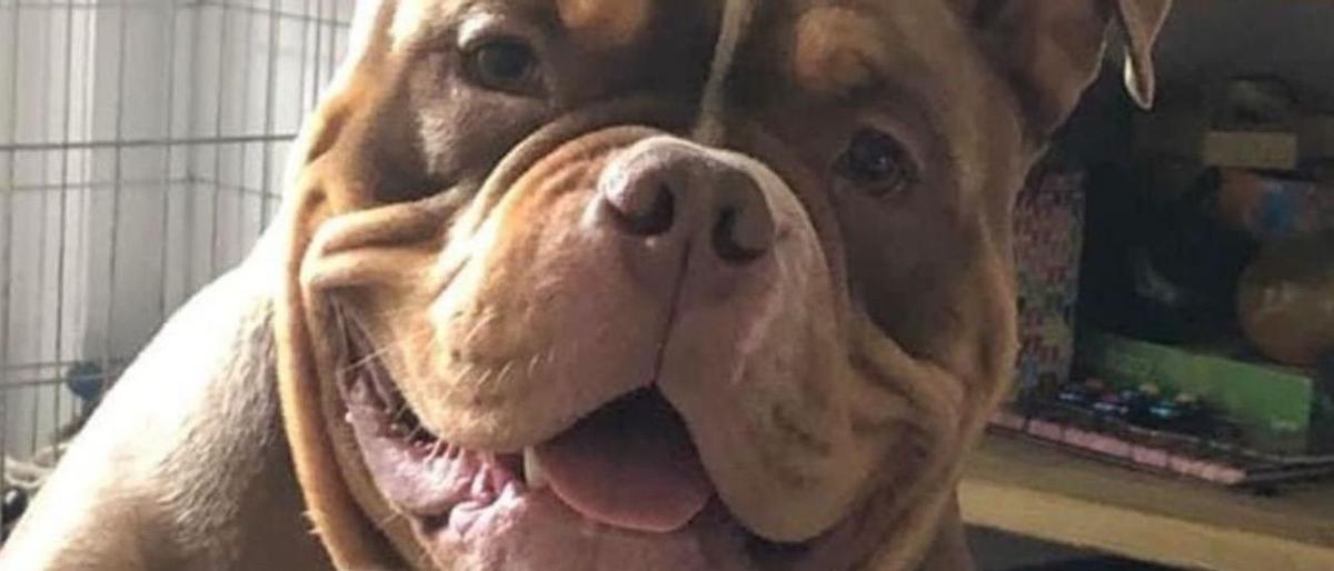 Una mujer denuncia a un hotel para perros de Ibiza por la muerte de su mascota