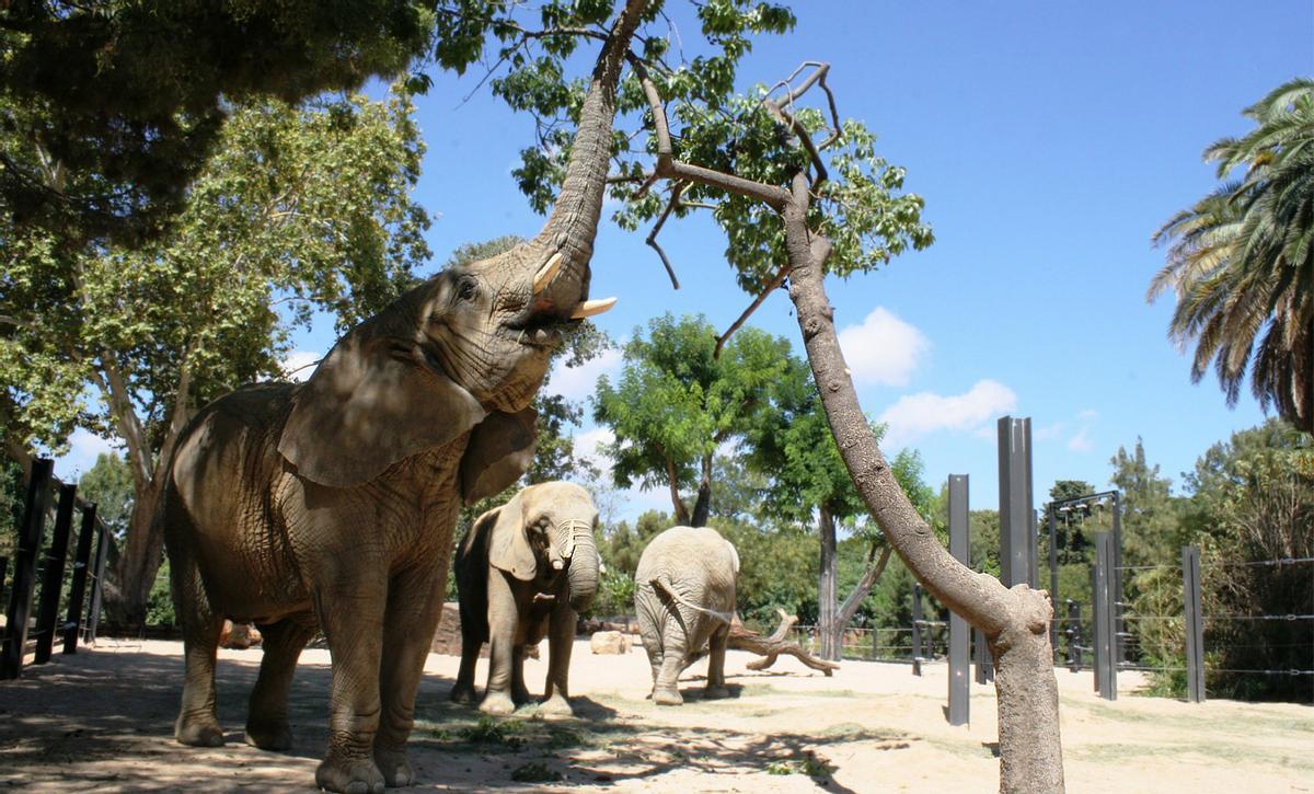 Imagen de archivo de los elefantes del zoo