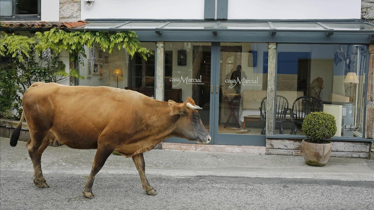 Una vaca pasa ante la entrada principal del restaurante Casa Marcial, en la aldea de La Salgar, Arriondas, Asturias.