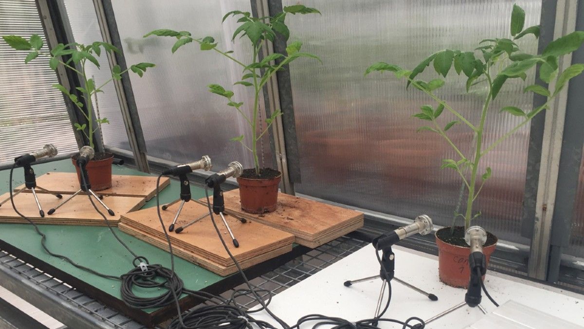 This is what the ‘cry’ of a stressed plant sounds like