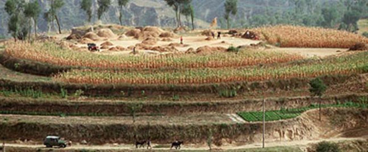 Campos de cultivo de cereales en China. Campos de cultivo de cereales en China.