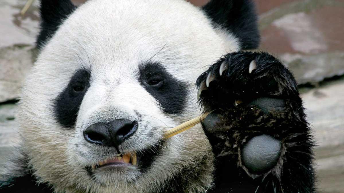 El oso panda embajador de China en Tailandia fallece a los 19 años.