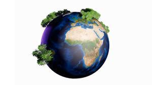 Día internacional de los Bosques