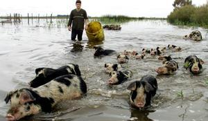 Foto de archivo de un granjero argentino que pone a salvo a un grupo de cerdos tras unas inundaciones en la provincia de Buenos Aires.
