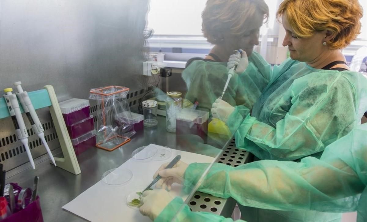 Análisis de un muestra afectada por la ’Xylella fastidiosa’ en el Laboratorio Nacional de Referencia para Bacterias Filopatógenas de València. Análisis de un muestra afectada por la ’Xylella fastidiosa’ en el Laboratorio Nacional de Referencia para Bacterias Filopatógenas de València.