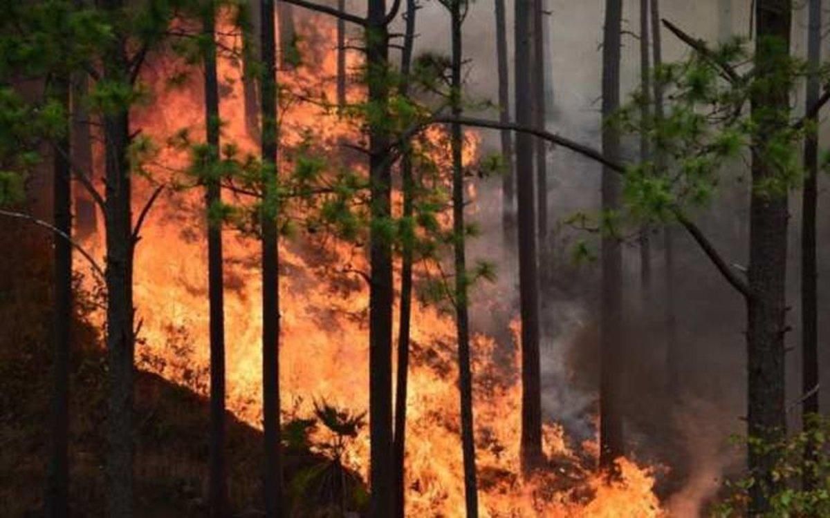 Incendio forestal consume grandes cantidades de bosque. Incendio forestal consume grandes cantidades de bosque.
