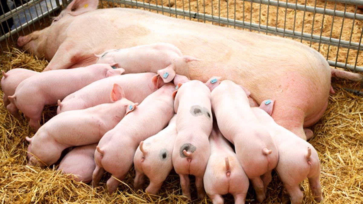 España ya tiene más cerdos que habitantes humanos