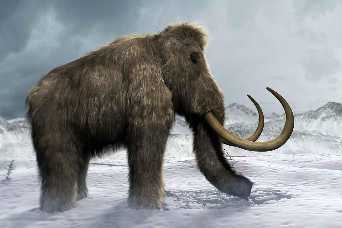 El último mamut murió hace 4.000 años: ¿Por qué desaparecieron?