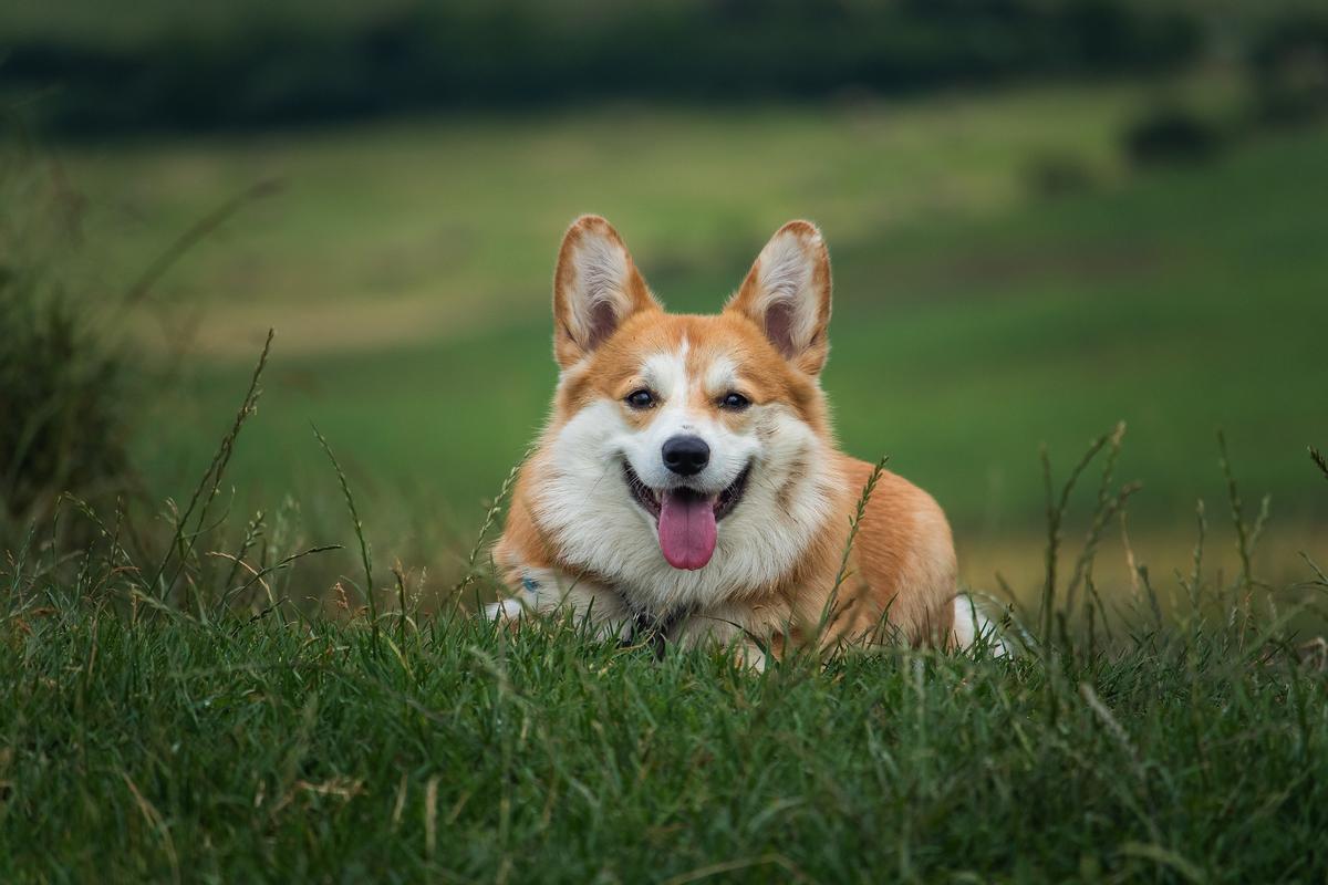 Desarrollan una pastilla para alargar la vida de los perros Desarrollan una pastilla para alargar la vida de los perros