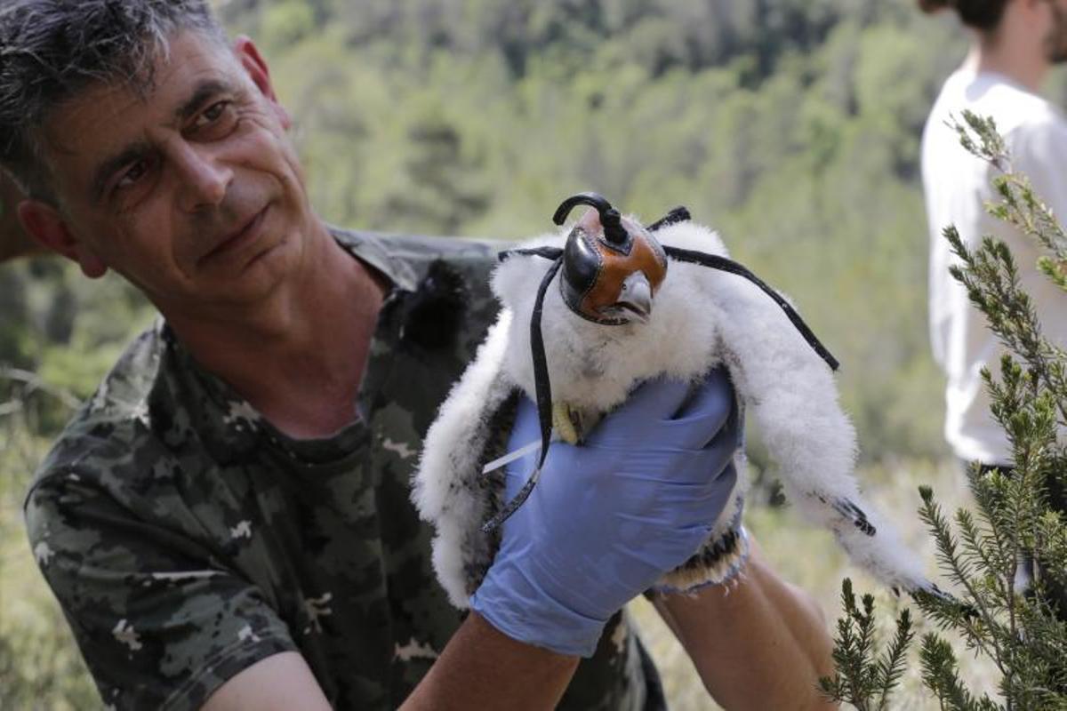 El 'boom' de la escalada amenaza el halcón peregrino, una especie protegida