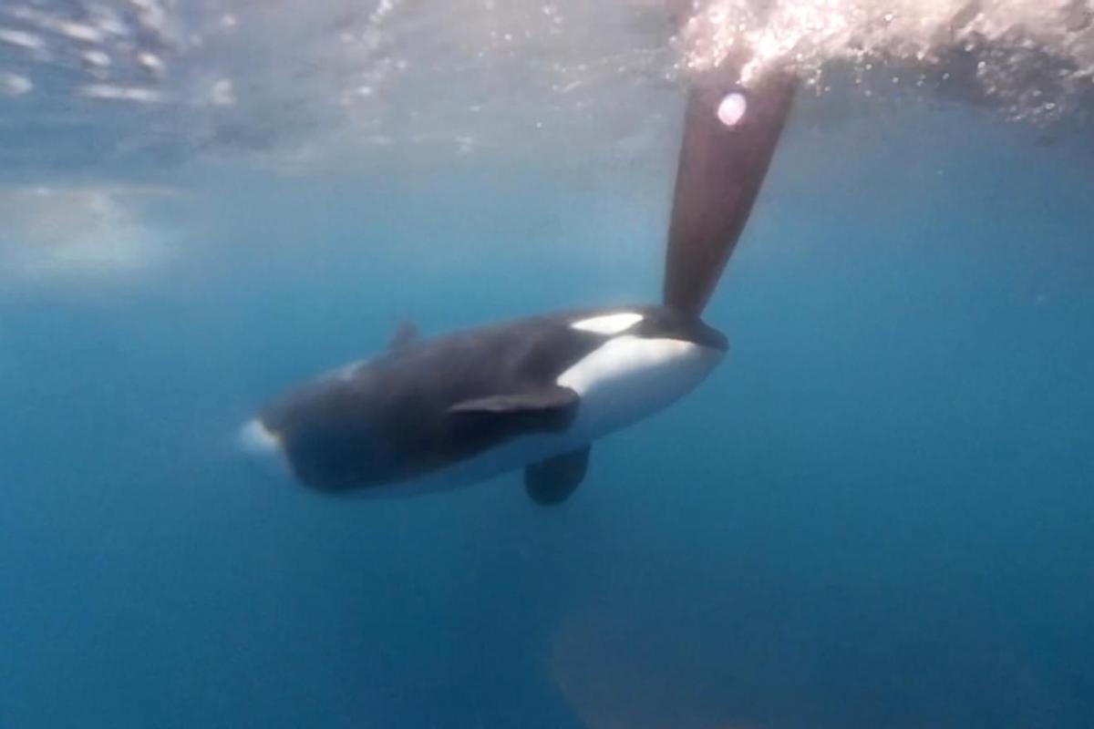 Orcas del Estrecho atacan a veleros de la Ocean Race: "Ha sido aterrador"