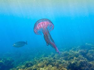 La proliferación de medusas amenaza las sardinas y anchoas del Mediterráneo