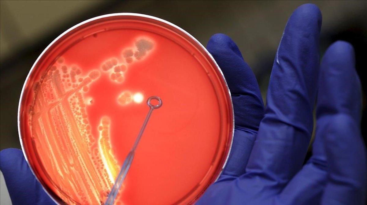 Un investigador examina una colonia de bacterias, en una imagen de archivo