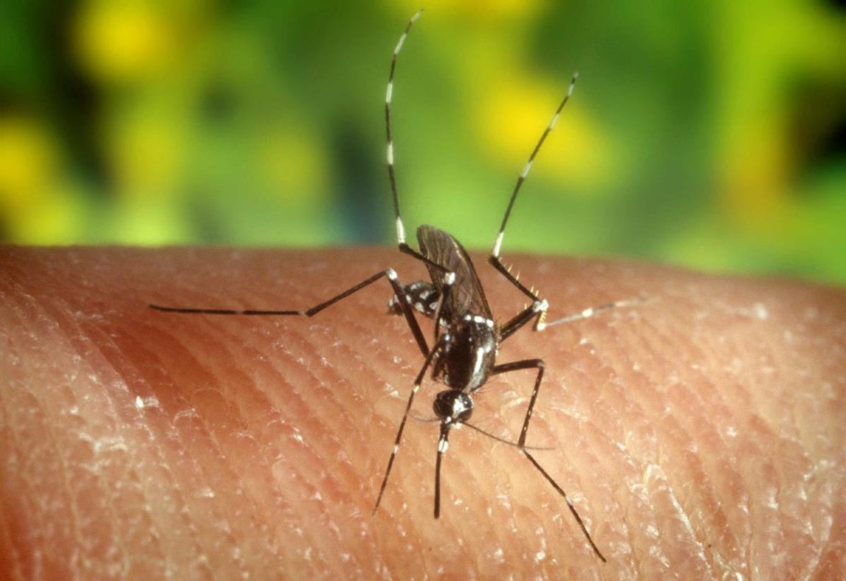 MIA16 - MIAMI FLORIDA (EEUU) 20/07/04.- Las autoridades de salud del estado de Florida (EE.UU), informaron hoy, martes 20 de julio, que hay al menos cuatro casos de personas infectadas por el virus del Nilo en el condado de Miami-Dade. El mosquito Anopheles quadrimaculatus, fue el factor más importante en la transmisión de la malaria en Estados Unidos, y recientemente se ha encontrado que es el portador del virus del Nilo. EFE/Edward McCellan