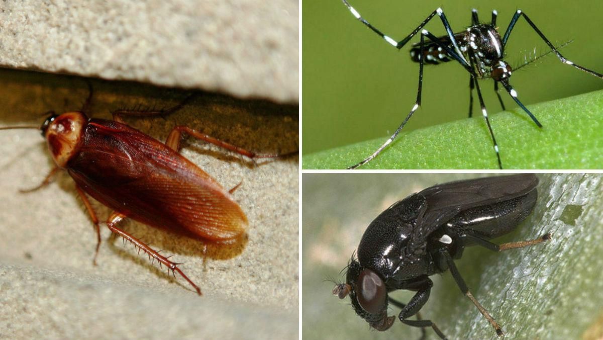 Una cucaracha, un mosquito tigre y una mosca negra, previsibles plagas para este verano. Una cucaracha, un mosquito tigre y una mosca negra, previsibles plagas para este verano.