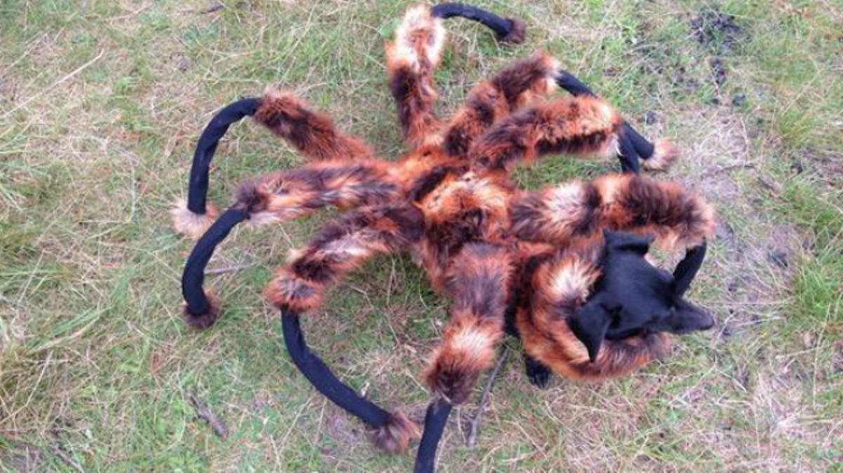 El vídeo de un perro disfrazado de araña gigante arrasa