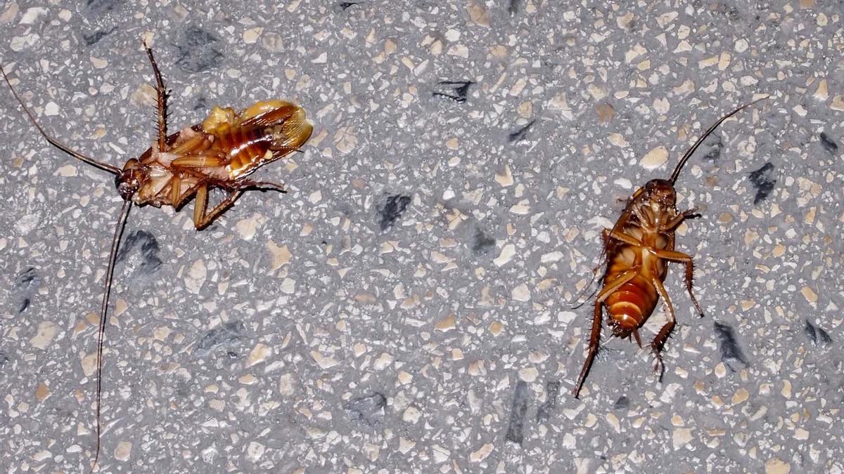 Plaga de cucarachas en Barcelona y resto de Catalunya: platos variados y cómo evitarlas