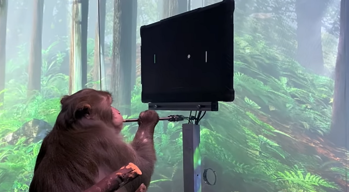 Pager, el macaco utilizado por Neuralink para jugar mentalmente al Pong Pager, el macaco utilizado por Neuralink para jugar mentalmente al Pong