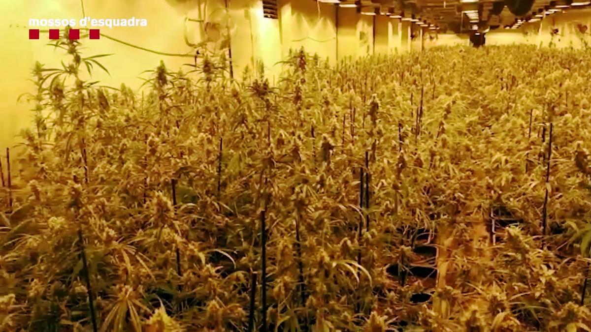 Tres detenidos en una plantación interior en Constantí con unas 4.000 plantas de marihuana