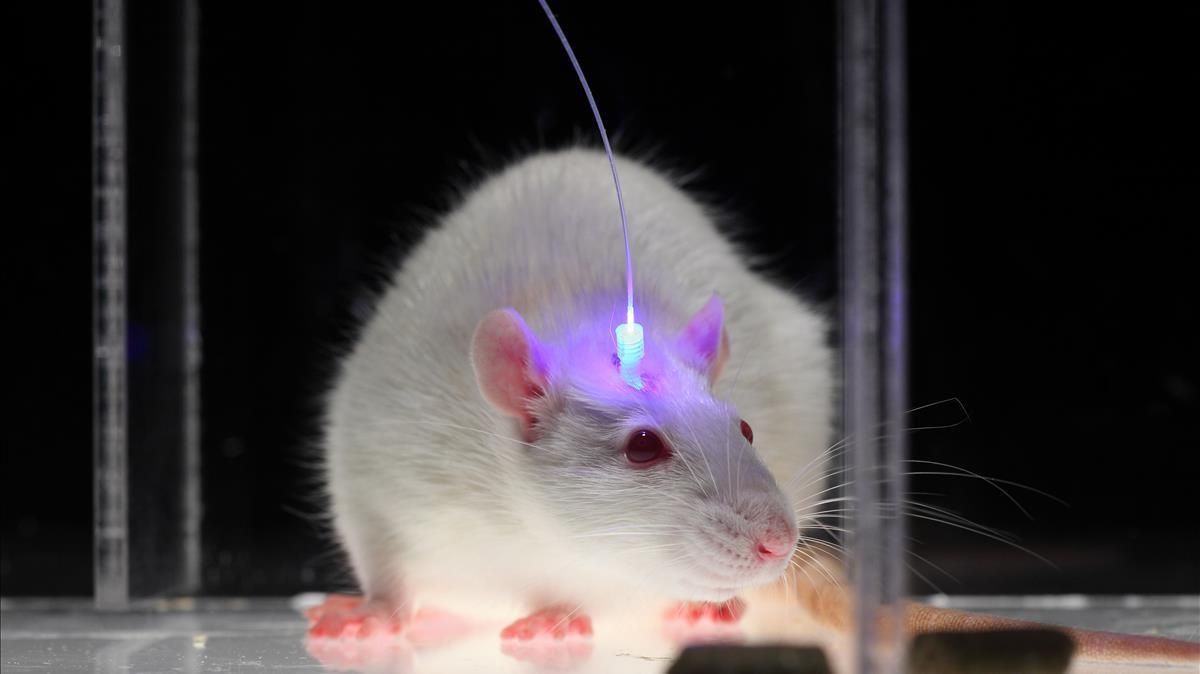 Un ratón cuyo cerebro es manipulado, en el laboratorio de Karl Deisseroth en la Universidad de Stanford, en California (EEUU). Un ratón cuyo cerebro es manipulado, en el laboratorio de Karl Deisseroth en la Universidad de Stanford, en California (EEUU).