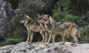 La caza del lobo queda prohibida en España a partir de este miércoles