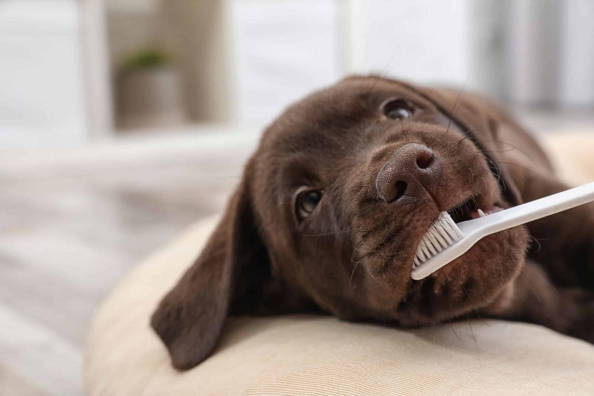 Cómo cepillar los dientes a tu perro y cinco gadgets para hacerlo