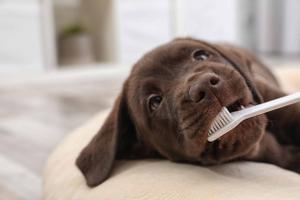 Cómo cepillar los dientes a tu perro y cinco gadgets para hacerlo