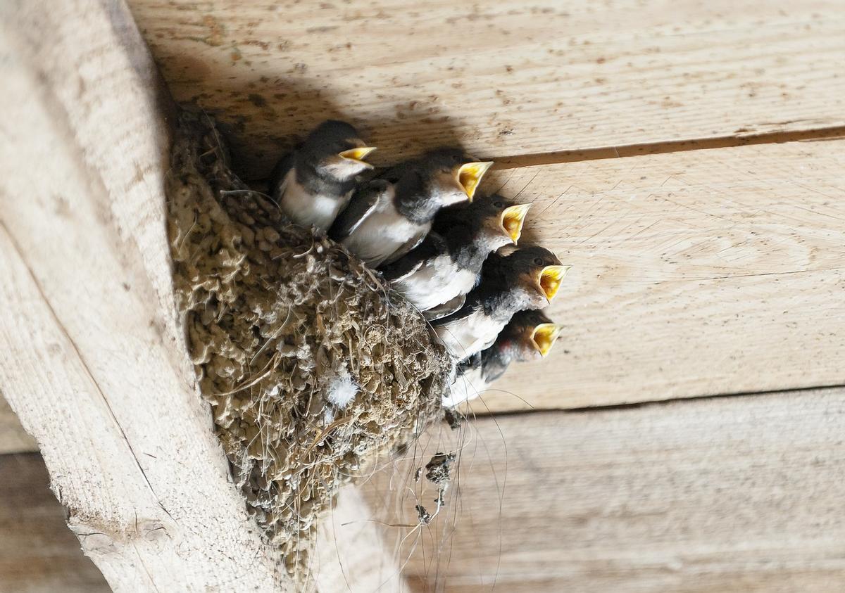 Polluelos de golondrina en su nido.