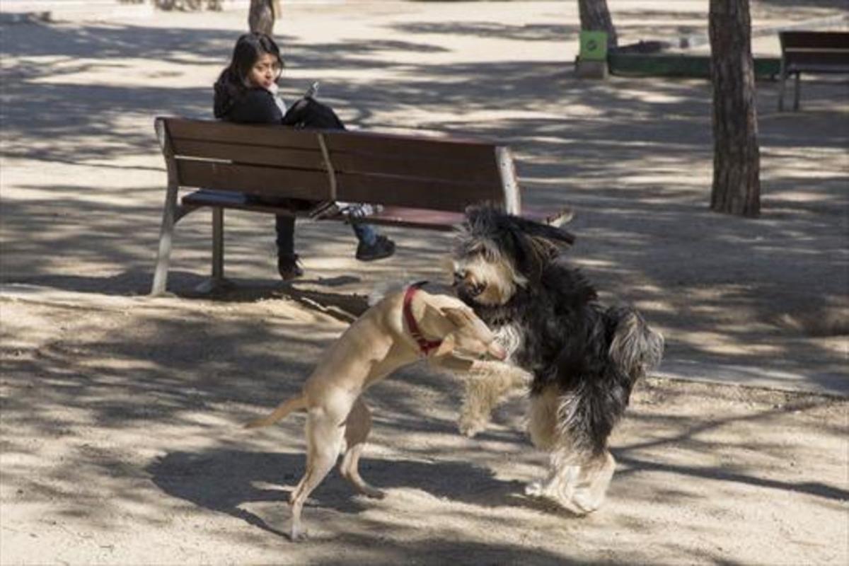 Dos perros sueltos juegan en un parque.