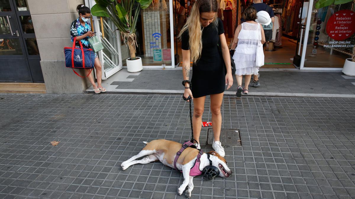 Un perro se resiste a caminar agobiado por el calor en la calle Pelai. La dueña lo llevo directo a la fuente de Canaletas a hidratar