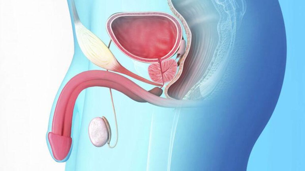 Día Mundial del Cáncer de Próstata: 35.000 casos diagnosticados cada año Día Mundial del Cáncer de Próstata: 35.000 casos diagnosticados cada año