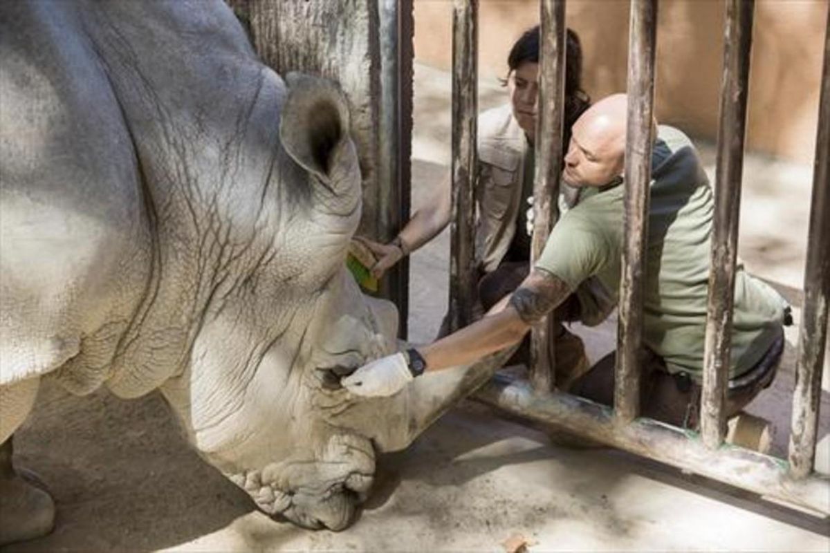 El rinoceronte Pedro, con dos técnicos del Zoo de Barcelona. El rinoceronte Pedro, con dos técnicos del Zoo de Barcelona.