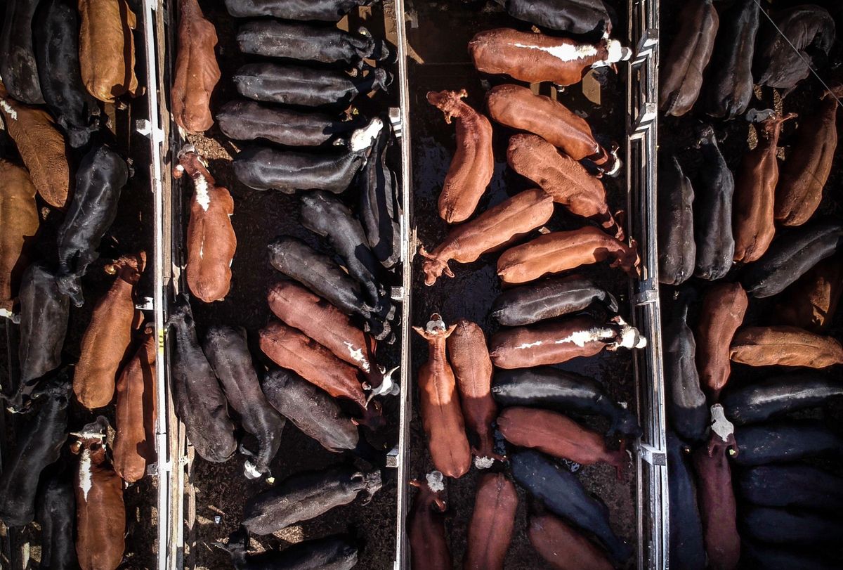 Terneras en un corral antes de ser sacrificadas en el Mercado de Hacienda de Liniers, en Buenos Aires. Terneras en un corral antes de ser sacrificadas en el Mercado de Hacienda de Liniers, en Buenos Aires.