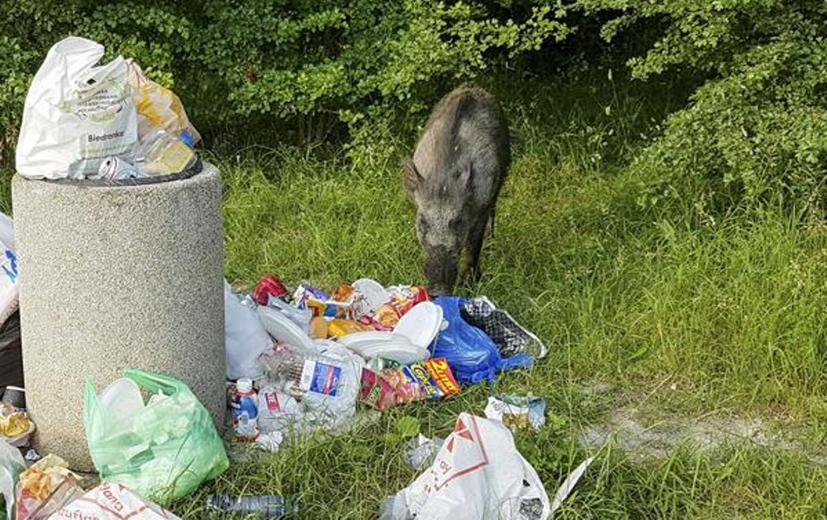 Un jabalí buscando rebuscando comida en una papelera Un jabalí buscando rebuscando comida en una papelera