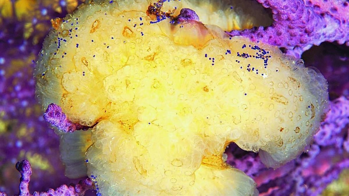 Imagen del Aplidium albicans invertebrado que contiene la plitidepsina principio activo del Aplidin FARO Imagen del Aplidium albicans invertebrado que contiene la plitidepsina principio activo del Aplidin FARO