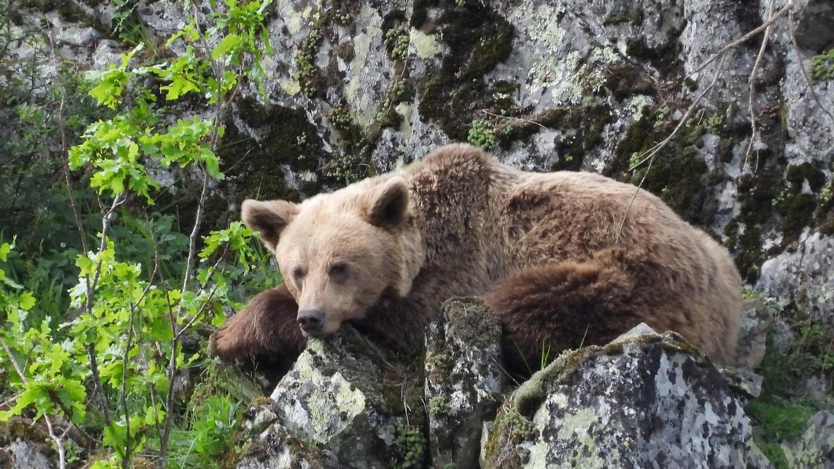 La Slovenia e l’Italia hanno intensificato gli abbattimenti di esemplari di orso bruno