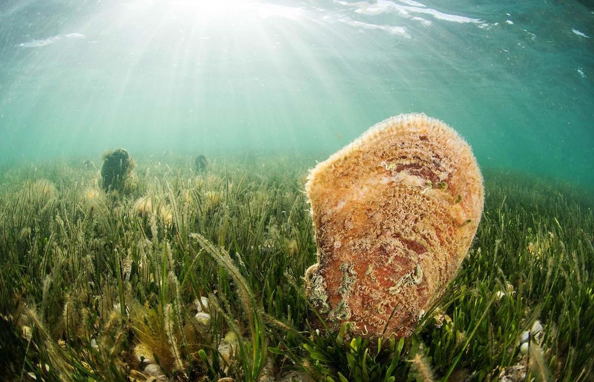 La excepción gallega: un fenómeno natural mantiene el agua de sus costas a temperaturas del Mar del Norte La excepción gallega: un fenómeno natural mantiene el agua de sus costas a temperaturas del Mar del Norte