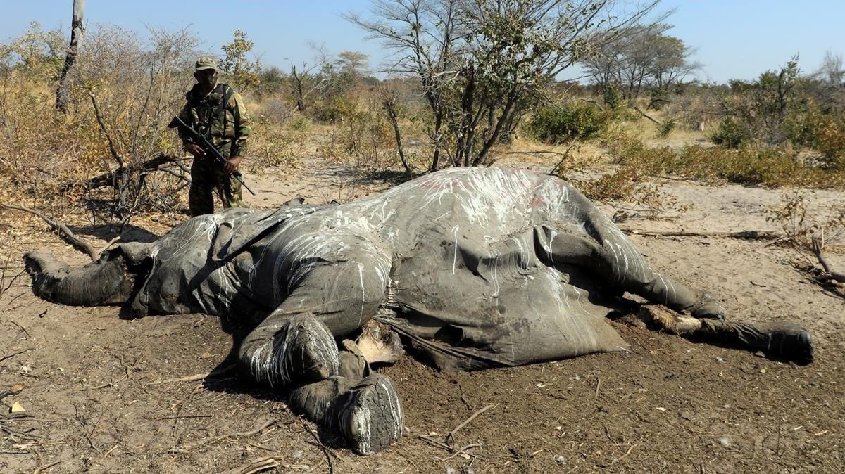 ¿Per què moren els elefants de Botswana? ¿Per què moren els elefants de Botswana?