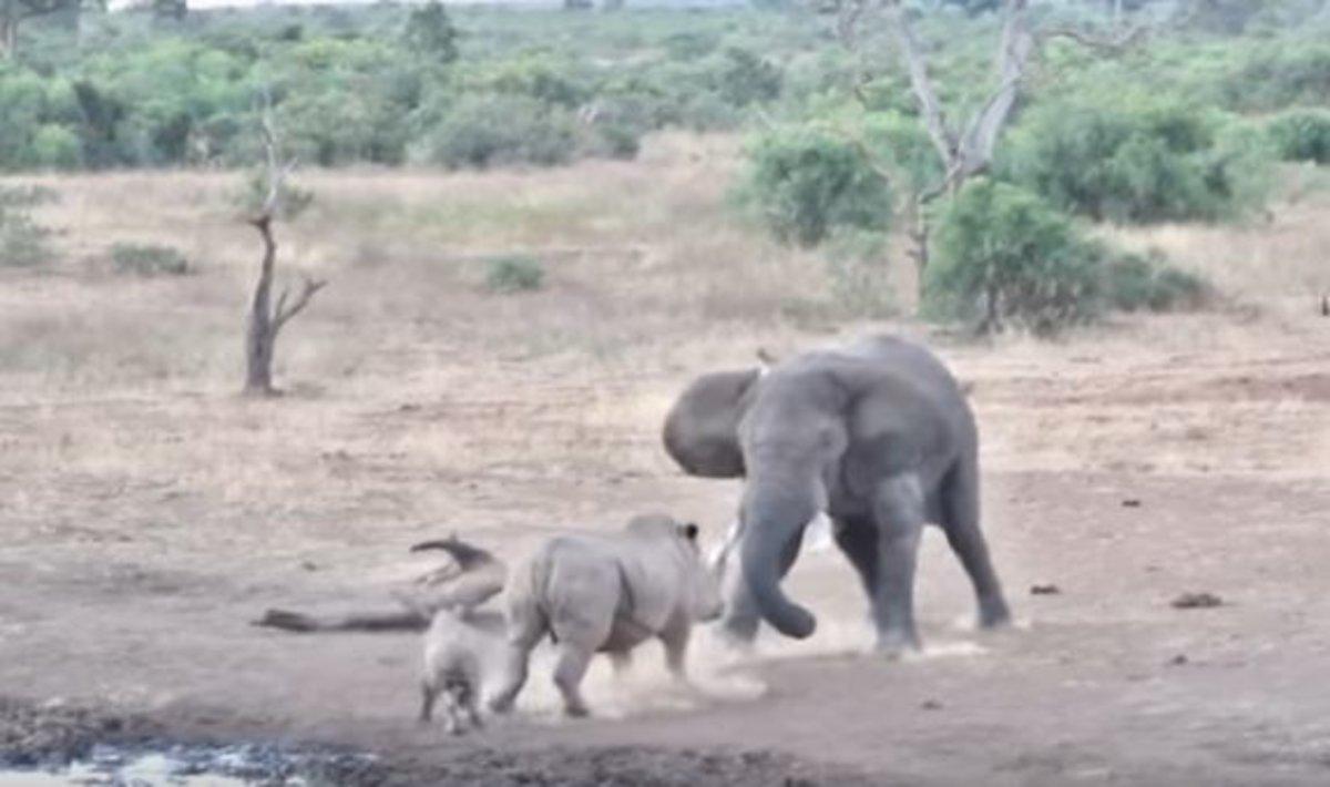 El tenso enfrentamiento entre un elefante y una mamá rinoceronte para proteger a su cría