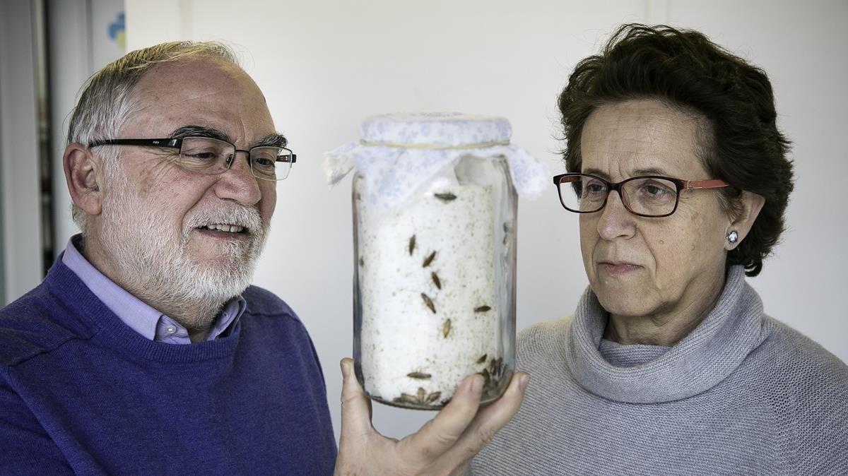 Xavier Bellés y Maria Dolors Piulachs, investigadores del Instituto de Biología Evolutiva de Barcelona (CSIC-UPF).